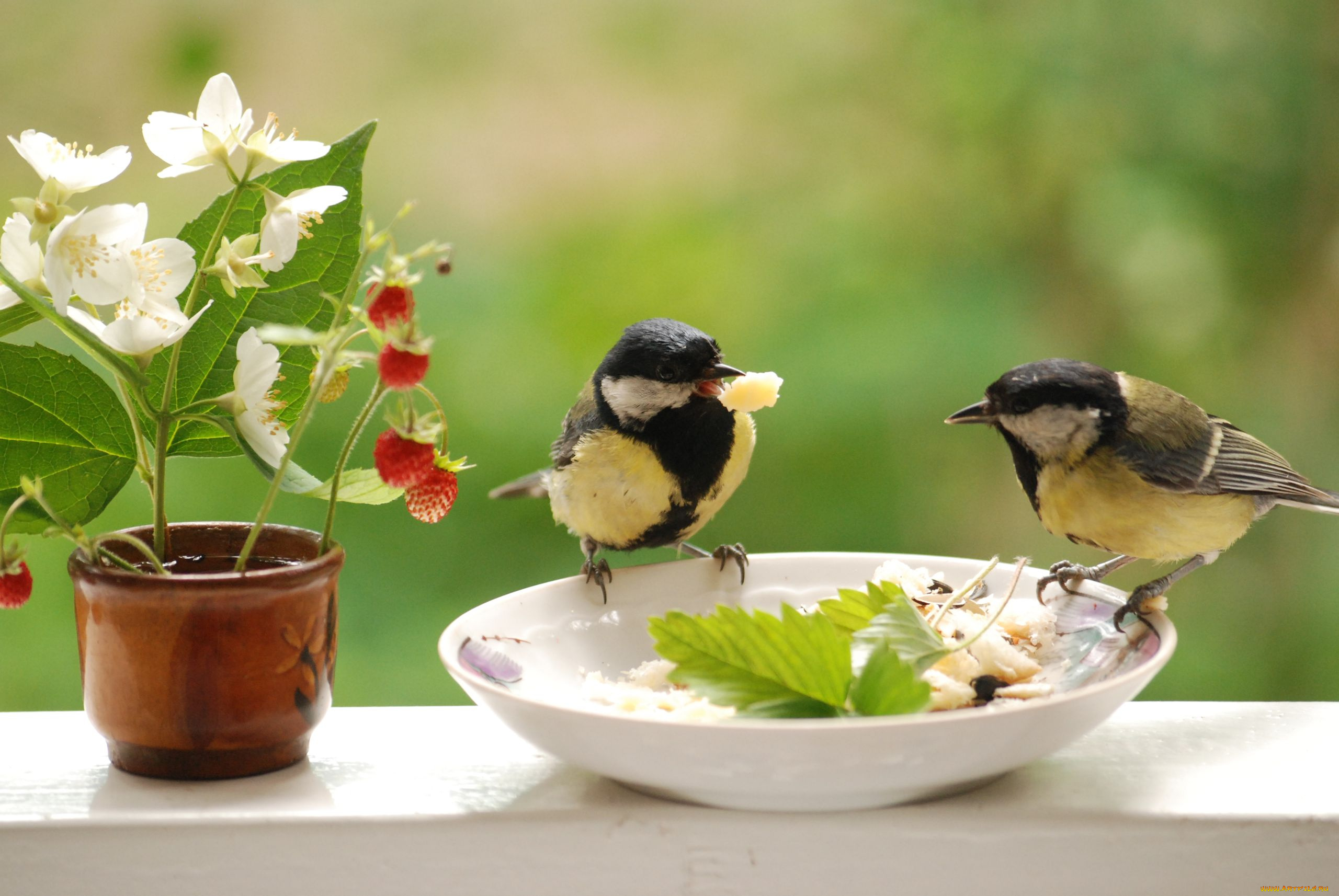 животные, синицы, лазоревки, ягоды, земляника, жасмин, завтрак, птицы