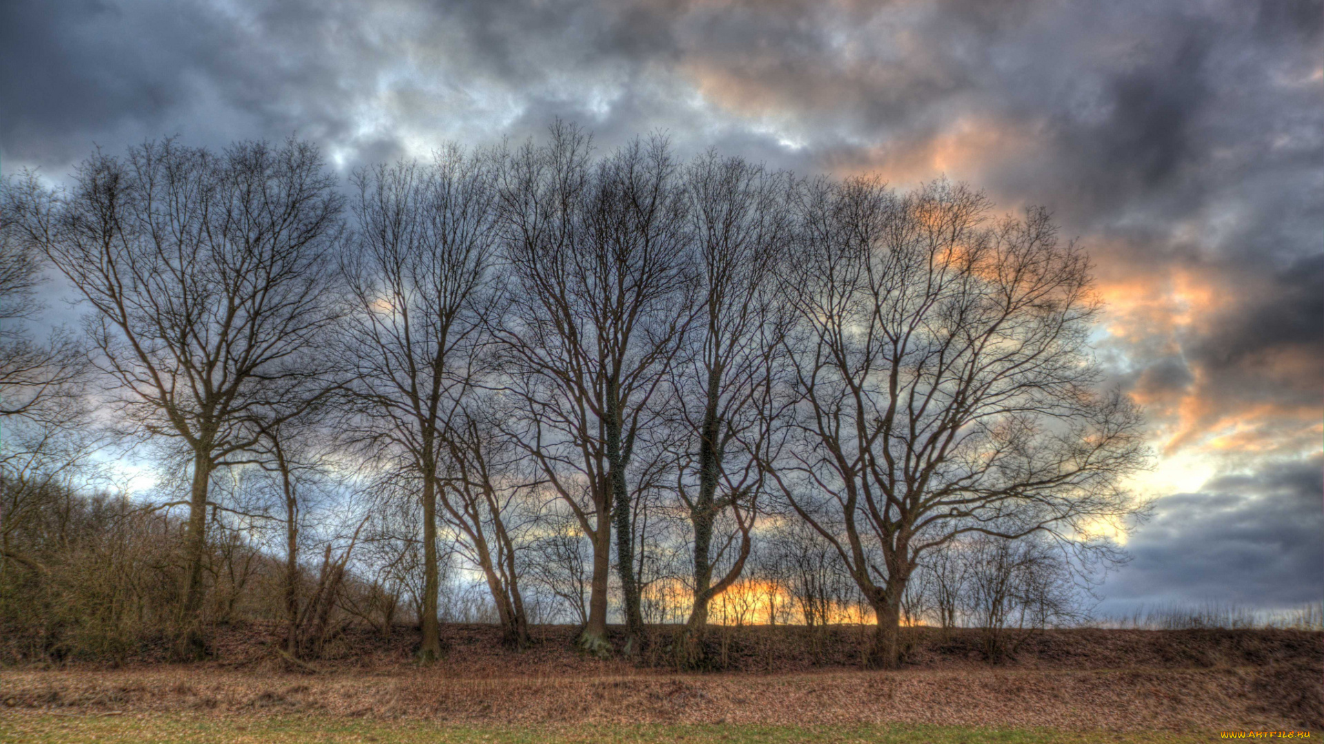 природа, деревья, тучи, поле