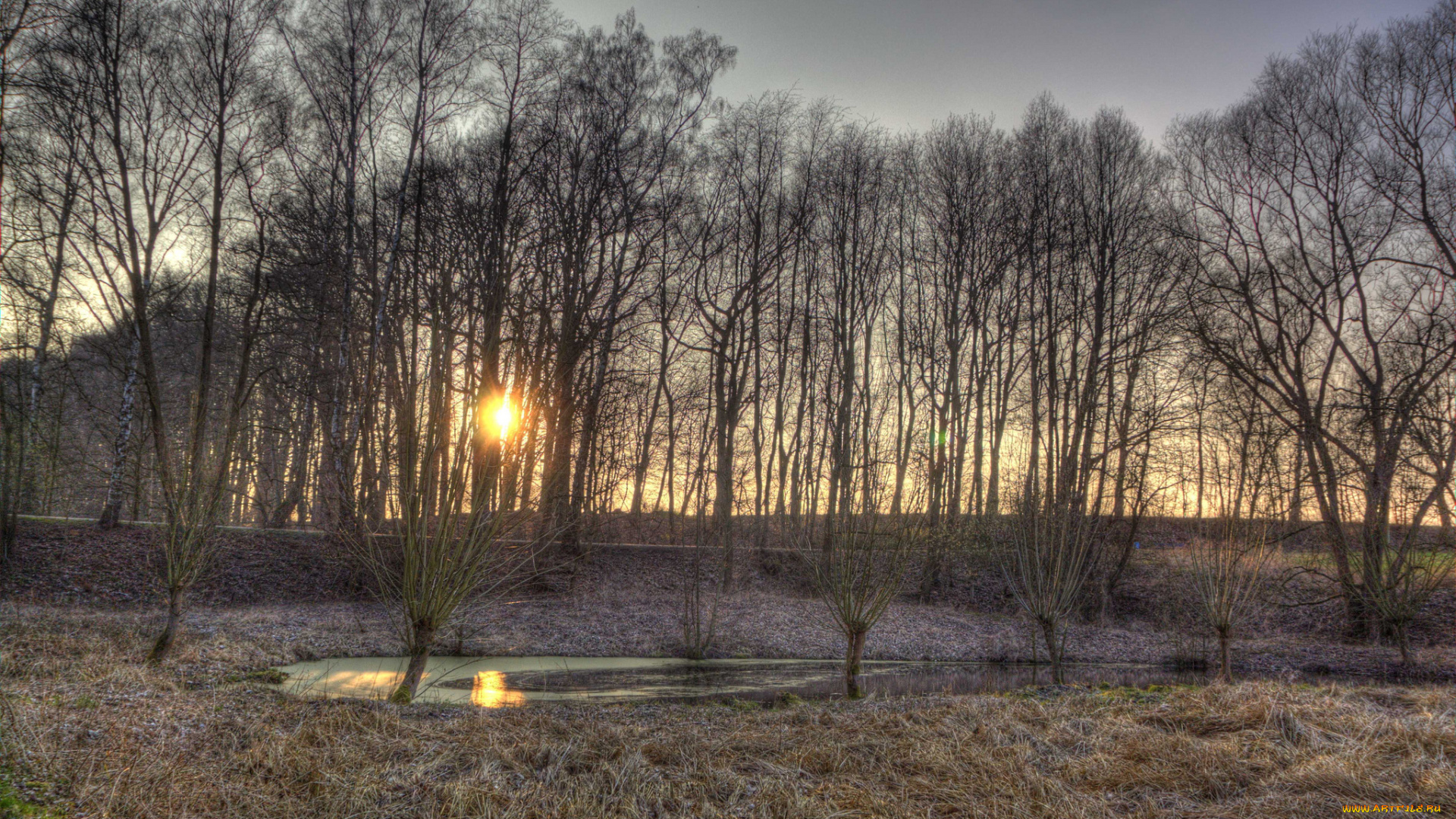 природа, лес, солнце, трава, изморозь