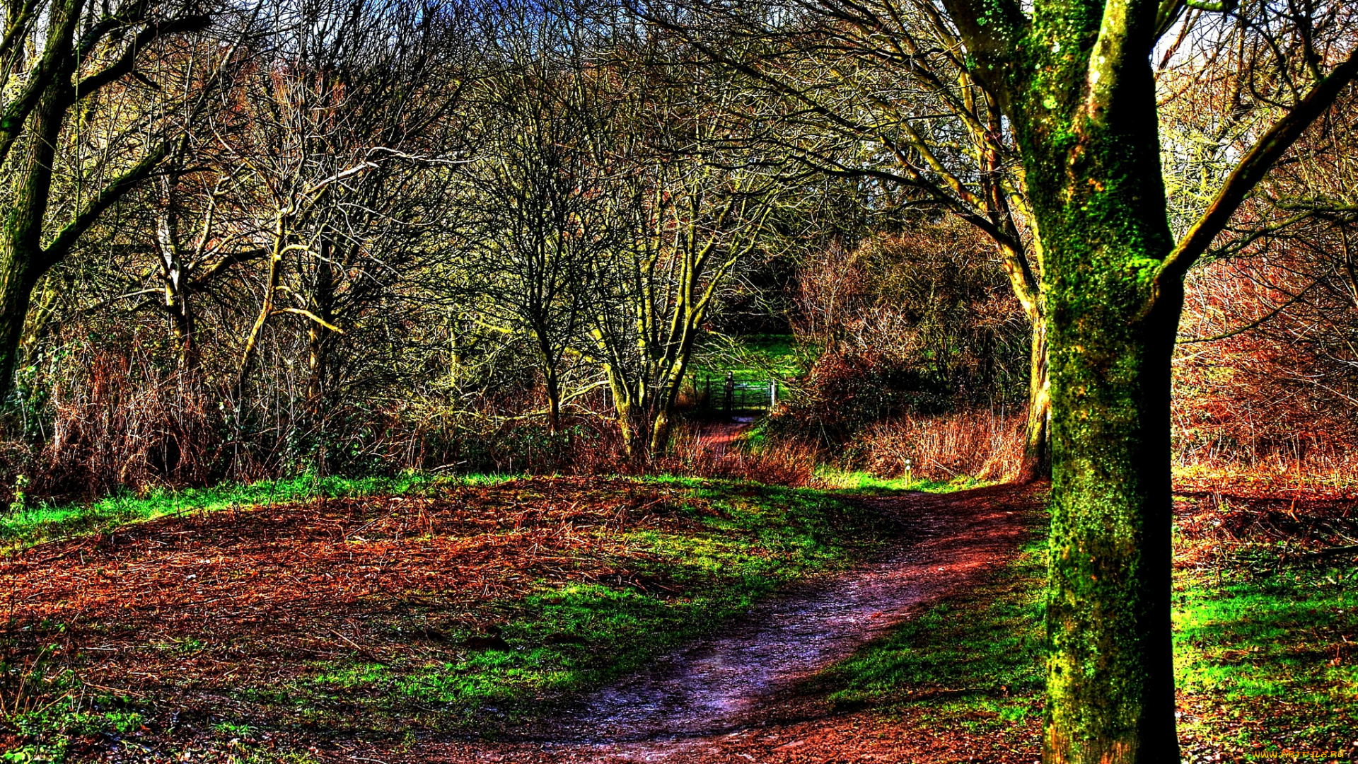 природа, лес, тропинка, осень