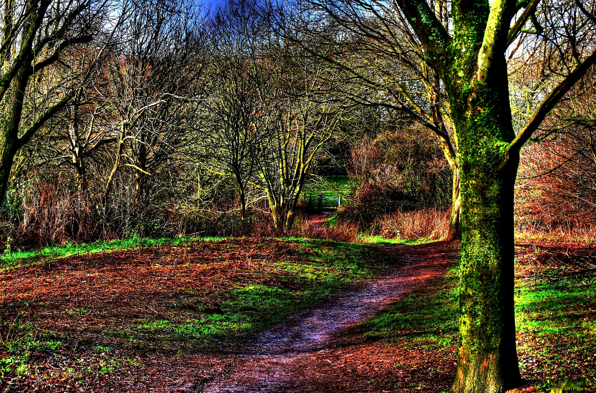 природа, лес, тропинка, осень