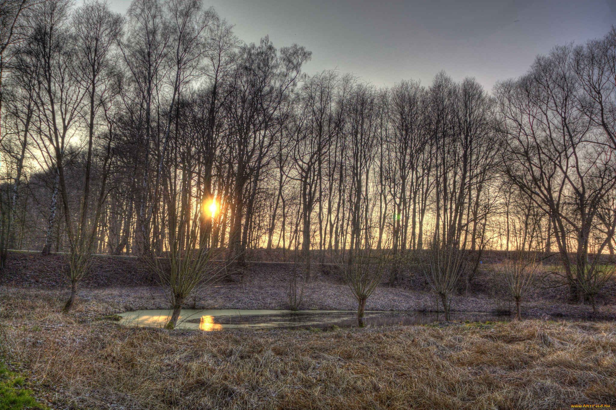 природа, лес, солнце, трава, изморозь