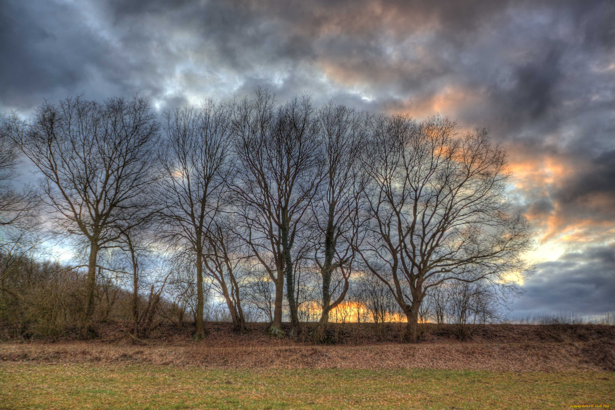 природа, деревья, тучи, поле