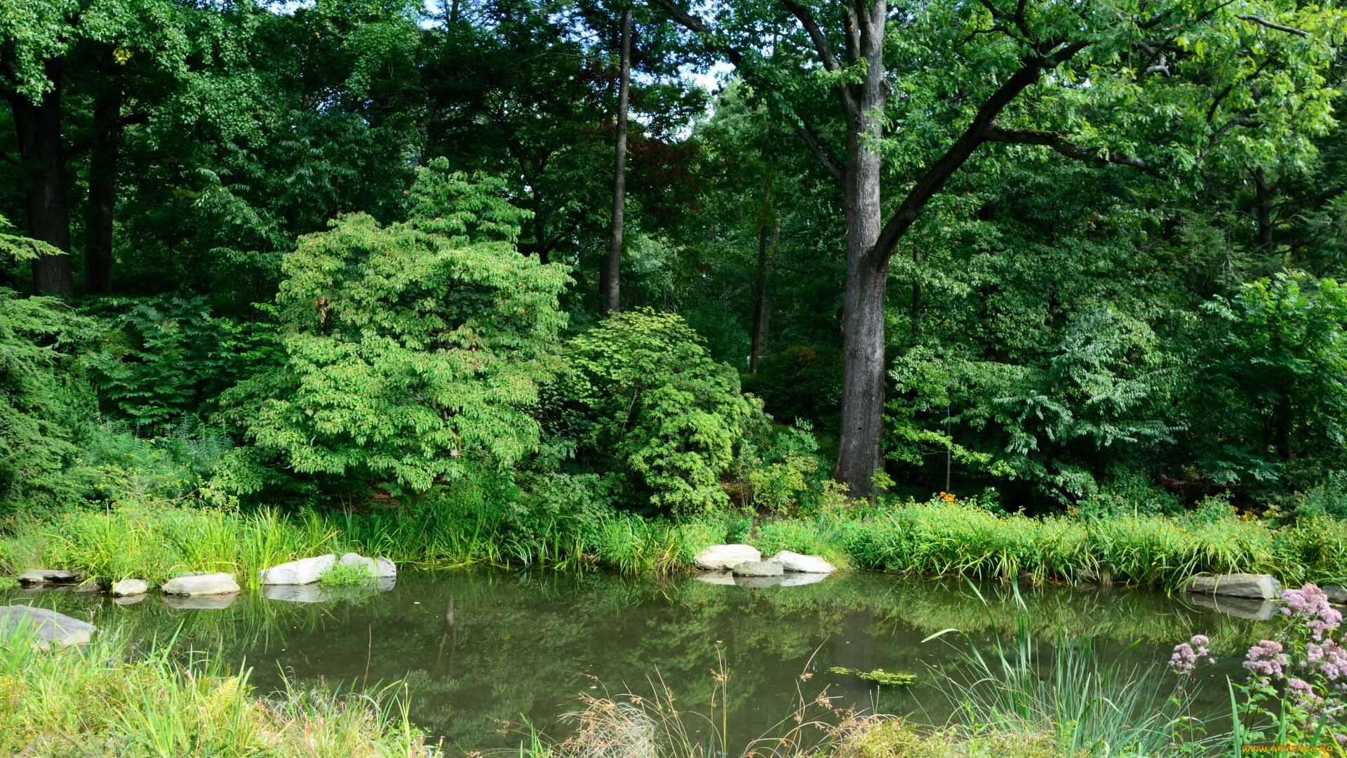 ботанический, сад, нью-йорк, природа, парк, деревья, пруд, сад, трава, кусты