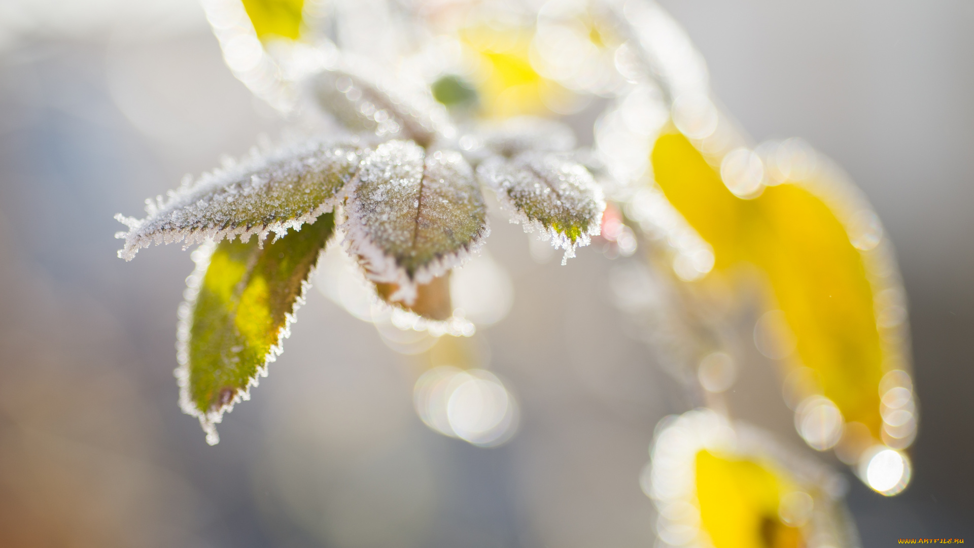 природа, макро, иней