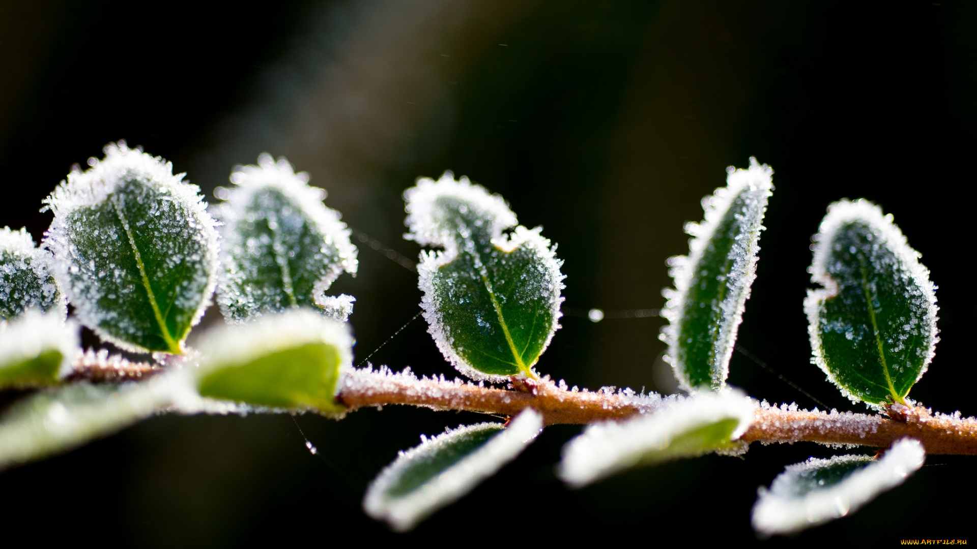 природа, макро, иней