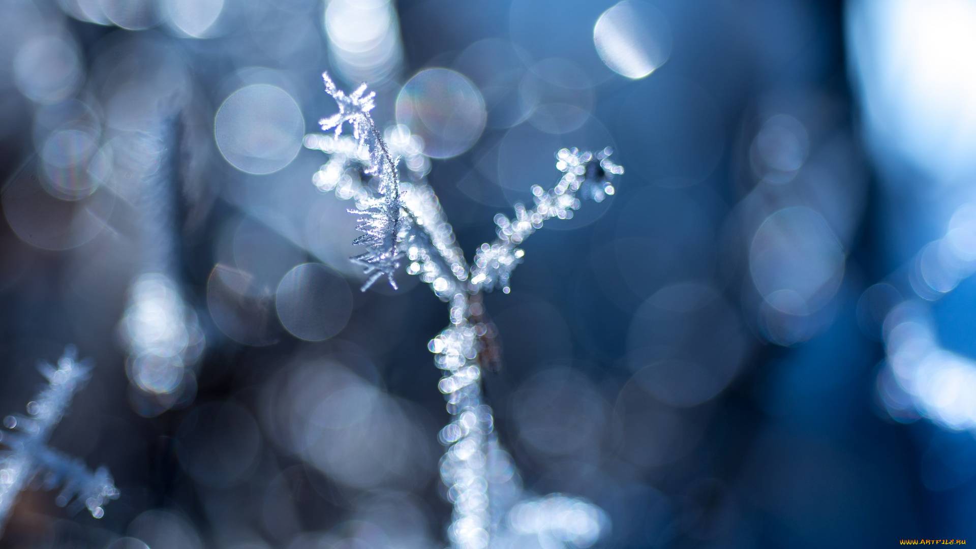 природа, макро, иней