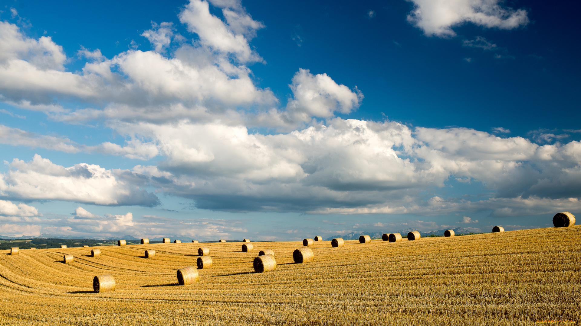 природа, поля, снопы