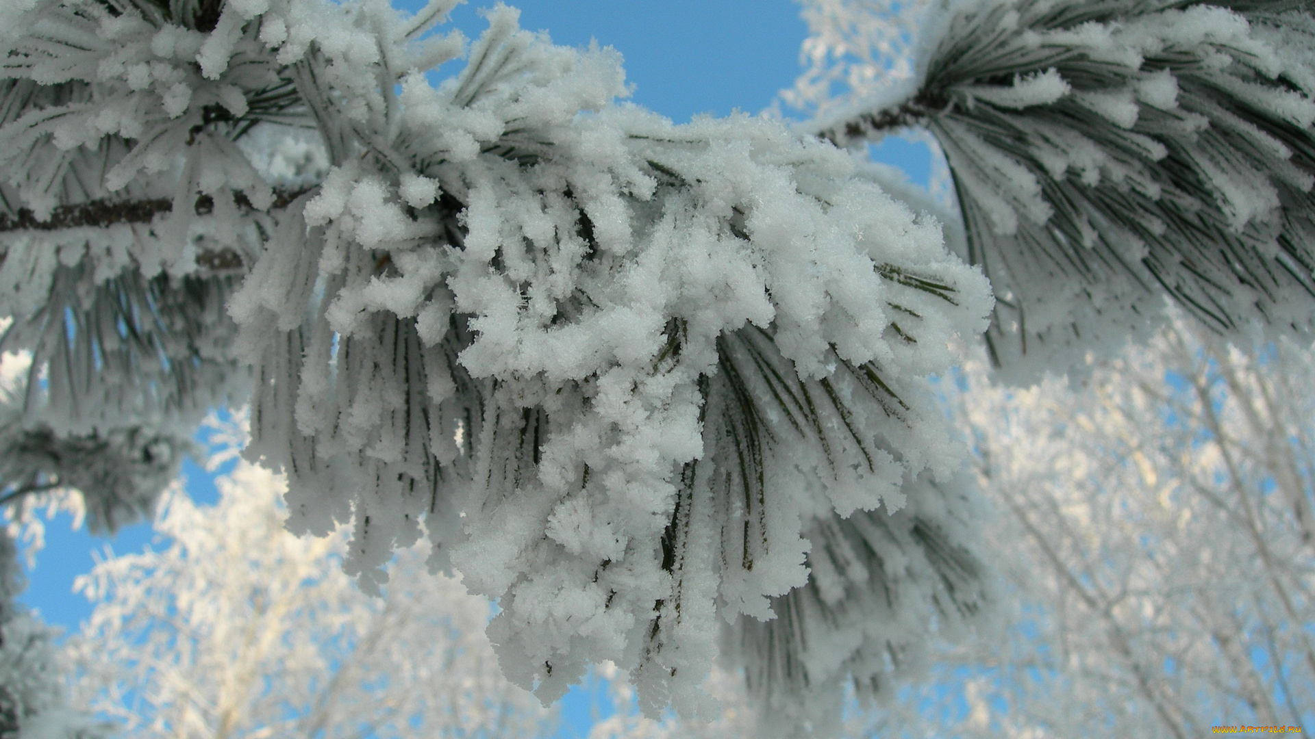 природа, зима, иней