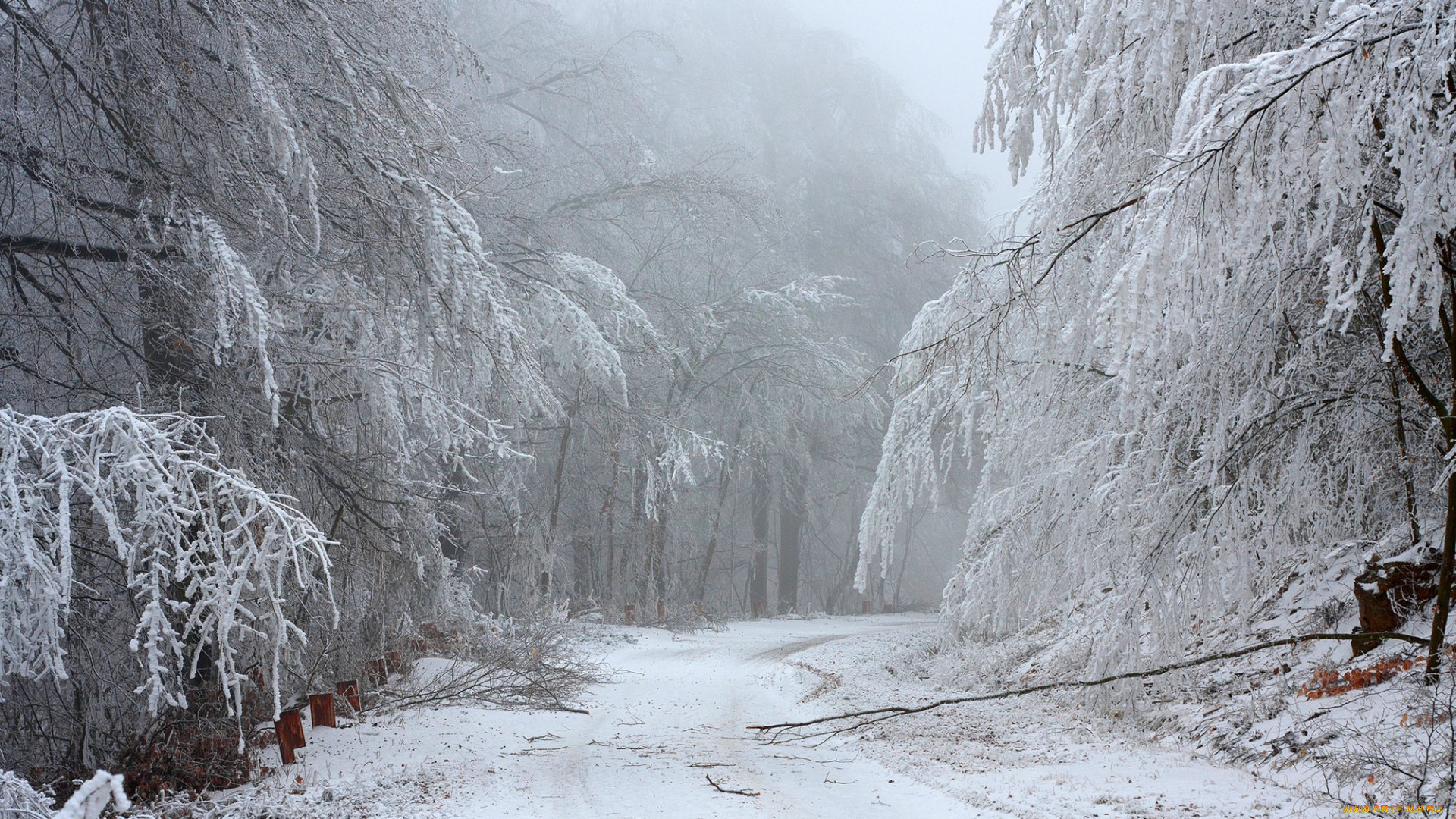 природа, зима, ветки, деревья, лес, снег