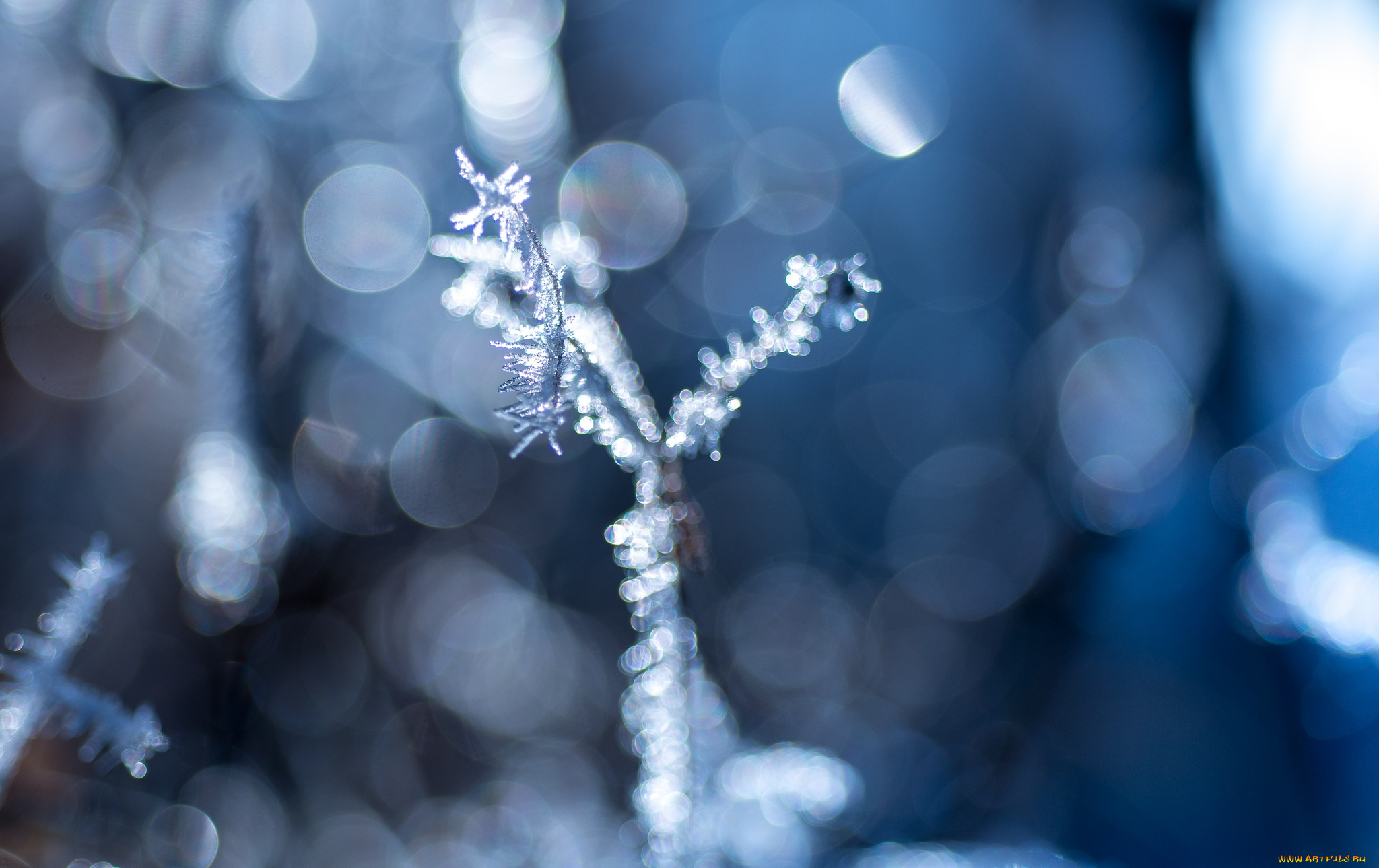 природа, макро, иней