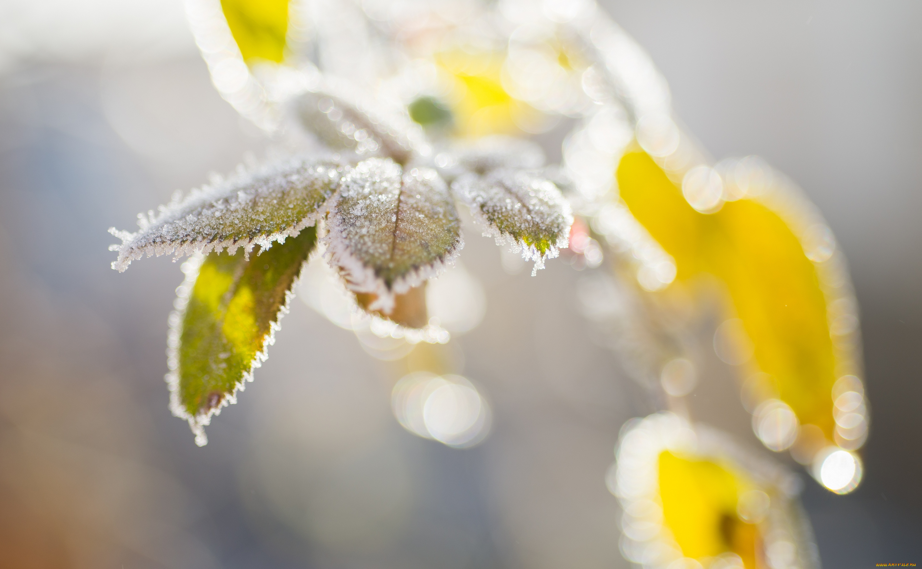 природа, макро, иней