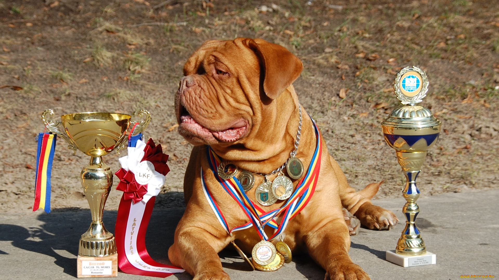 бордоский, дог, животные, собаки, бордоский, дог, щенки, собака