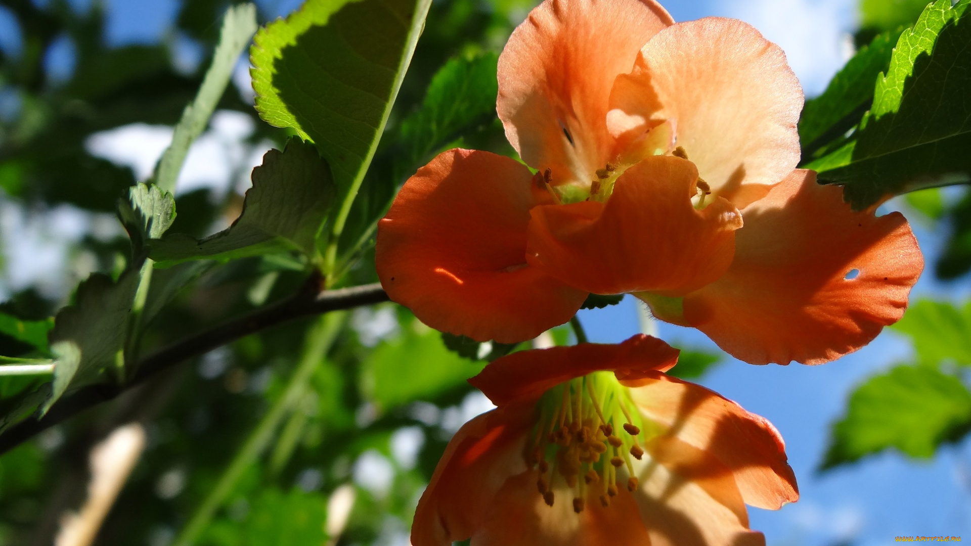 цветы, айва, макро, небо, ветка