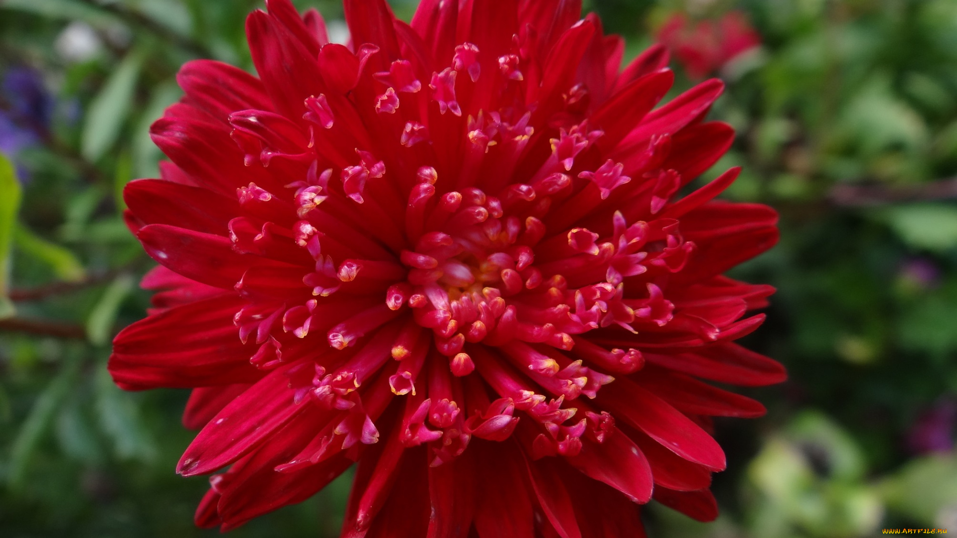 цветы, астры, красный, цветок, астра