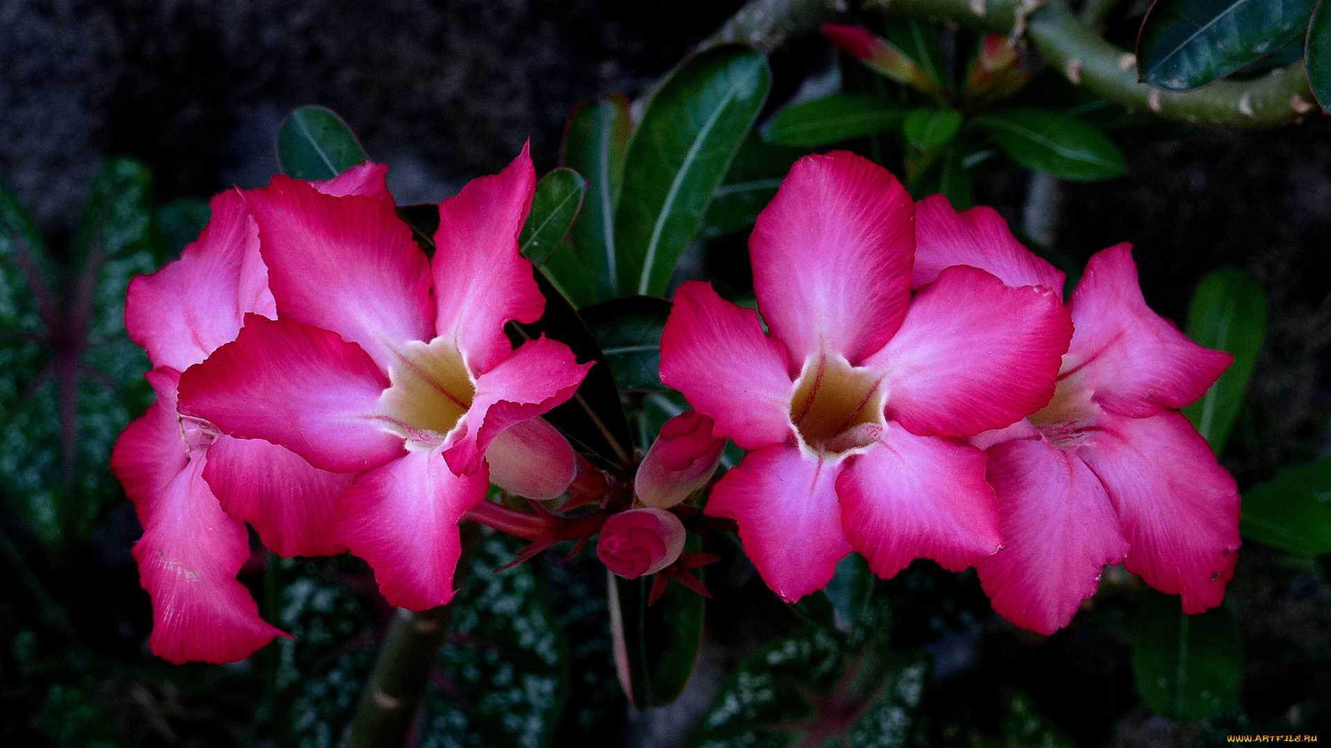 цветы, цветок, лепестки