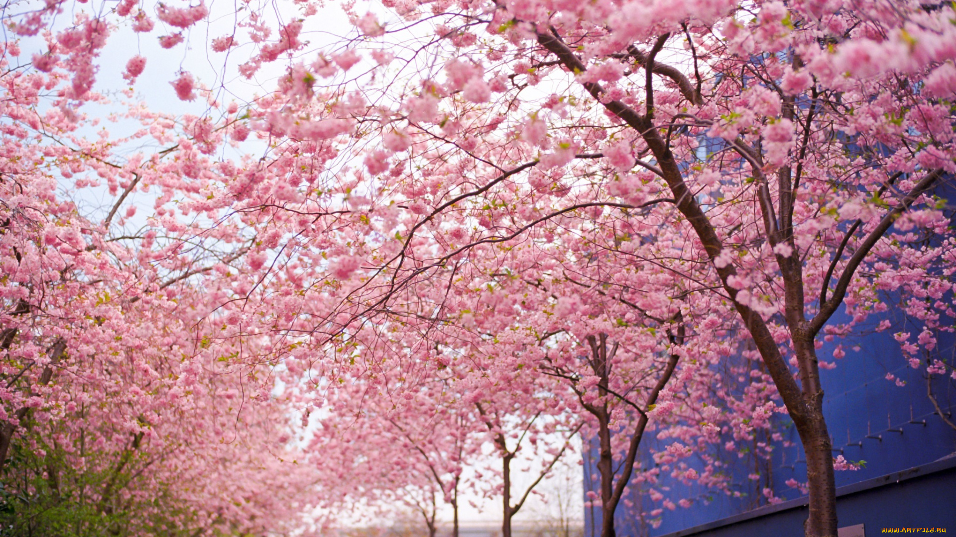 цветы, цветущие, деревья, , , кустарники, парк, деревья