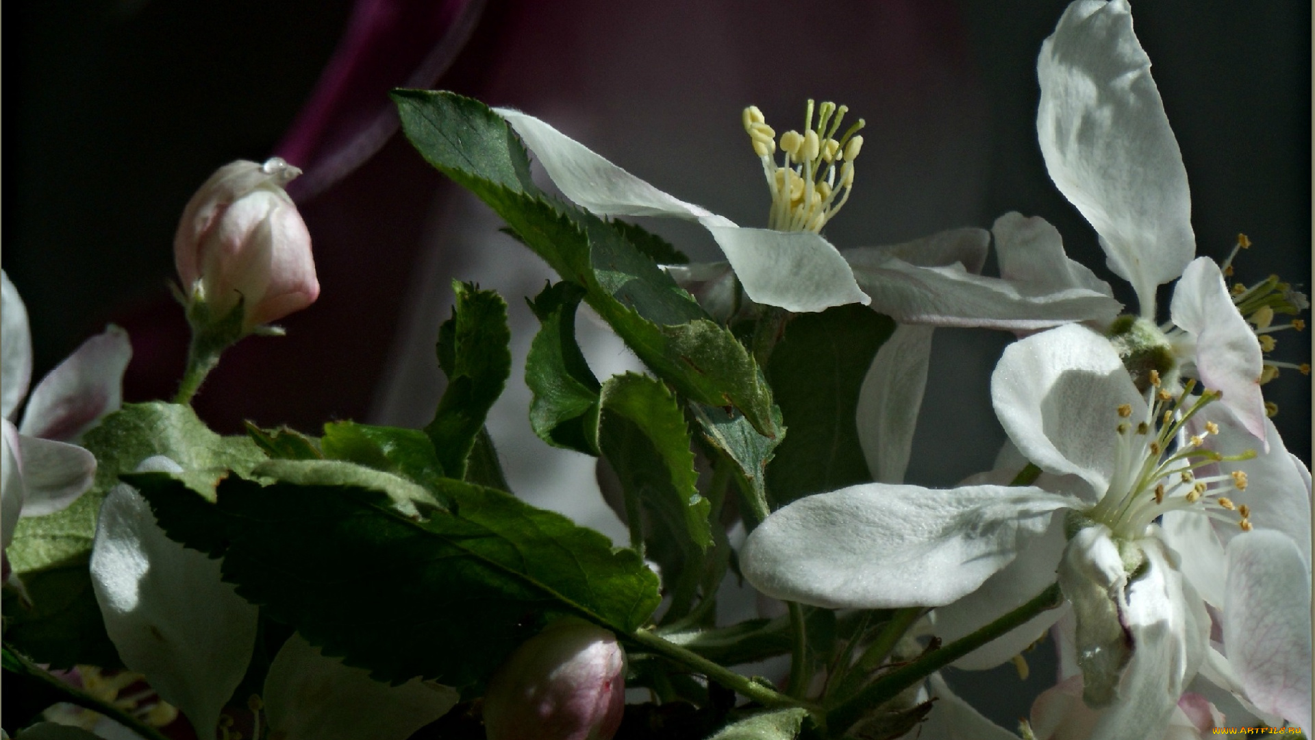 цветы, цветущие, деревья, , , кустарники, весна, яблоня