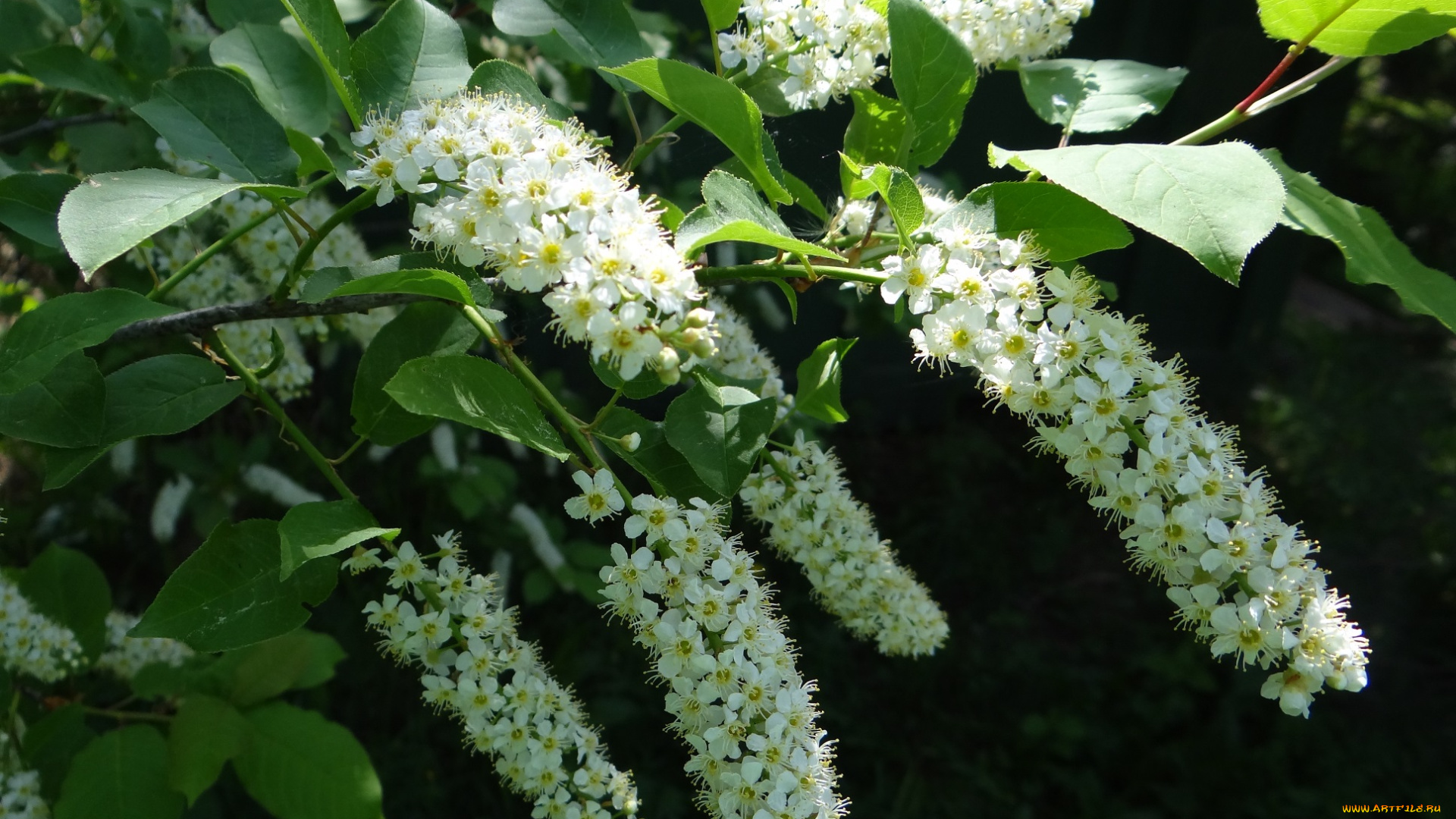 цветы, цветущие, деревья, , , кустарники, ветки, цветение, белые