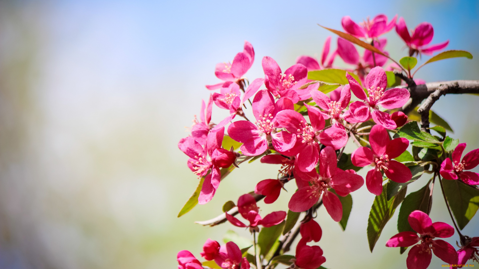 цветы, цветущие, деревья, , , кустарники, весна, ветка