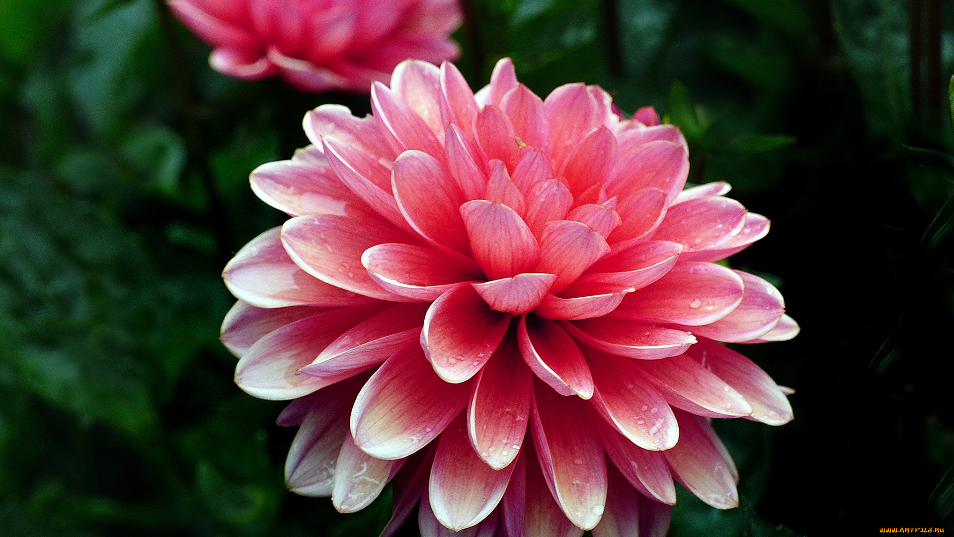 цветы, георгины, цветок, лепестки