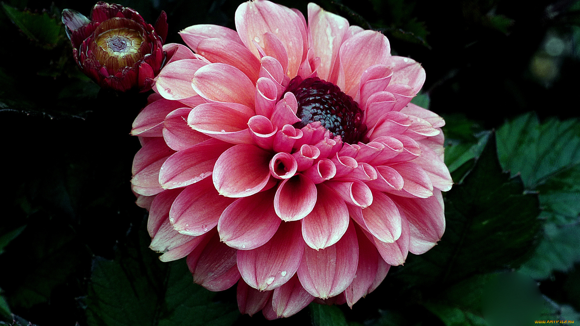 цветы, георгины, цветок, лепестки