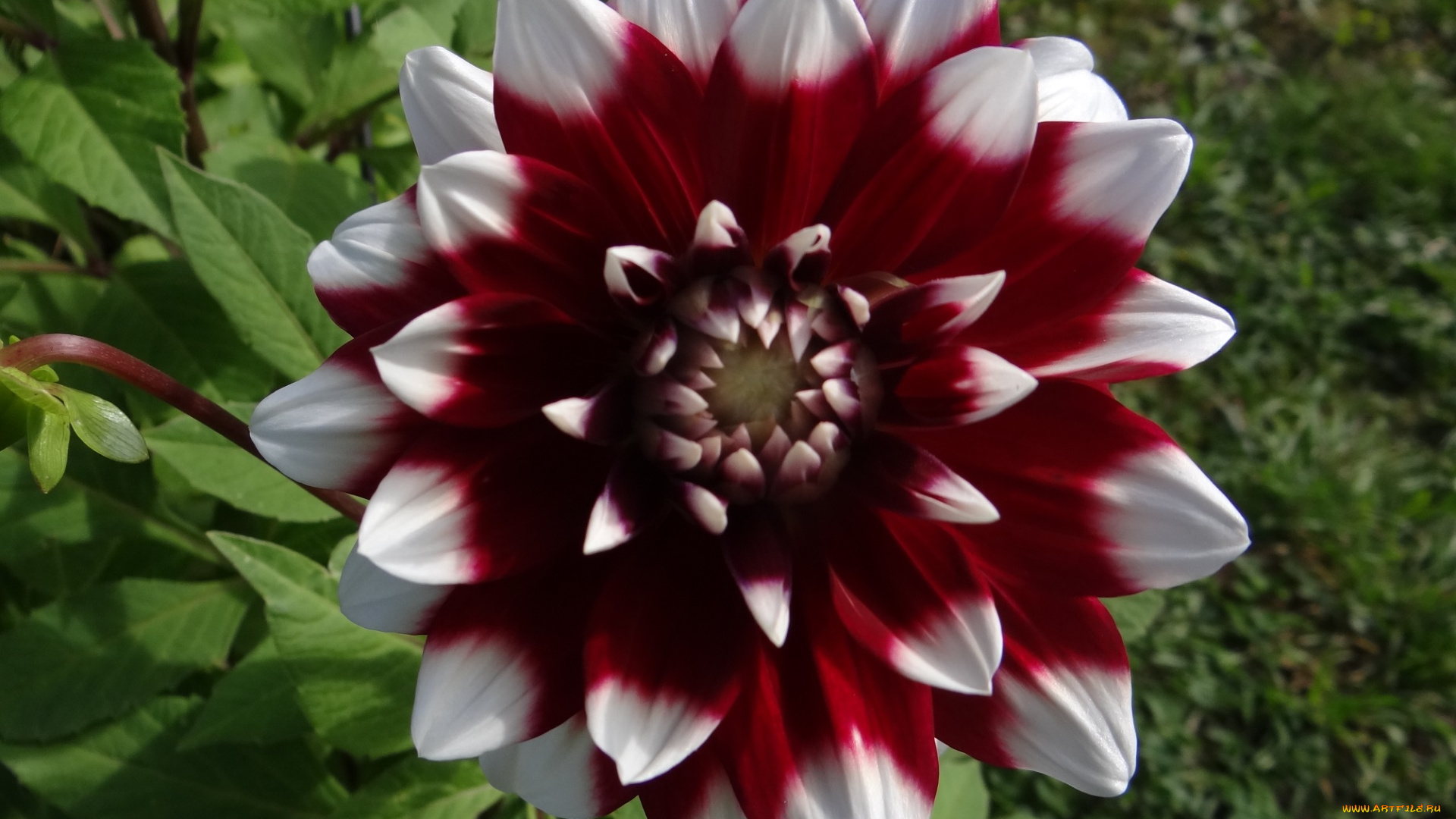 цветы, георгины, георгина, рябой, цветок