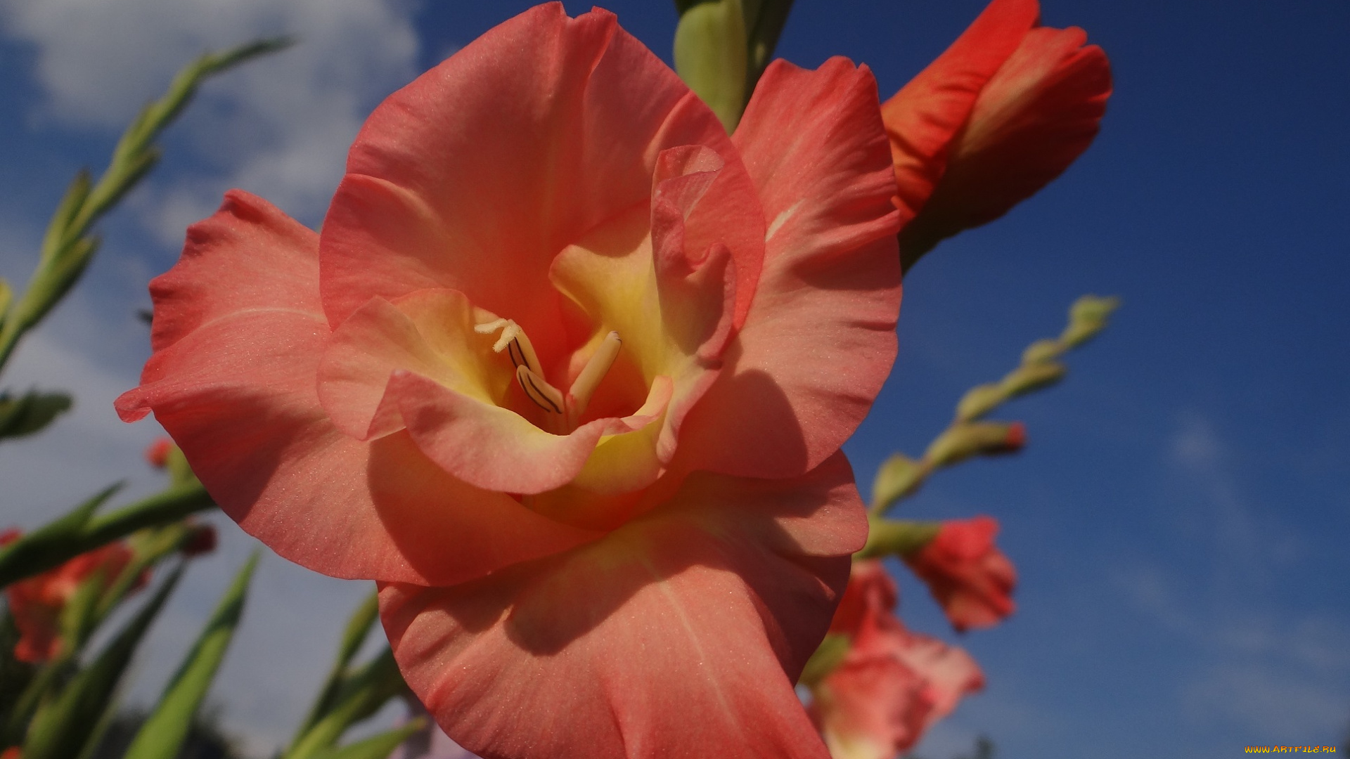 цветы, гладиолусы, гладиолус, оранжевый