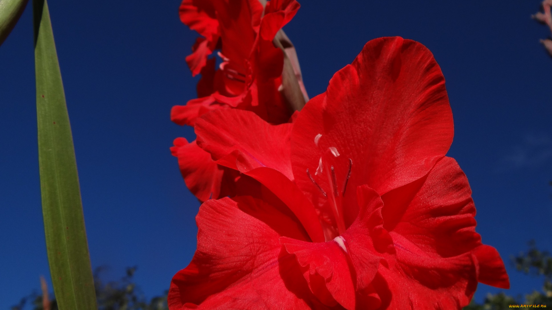 цветы, гладиолусы, красный, цветок, лепестки, макро, гладиолус