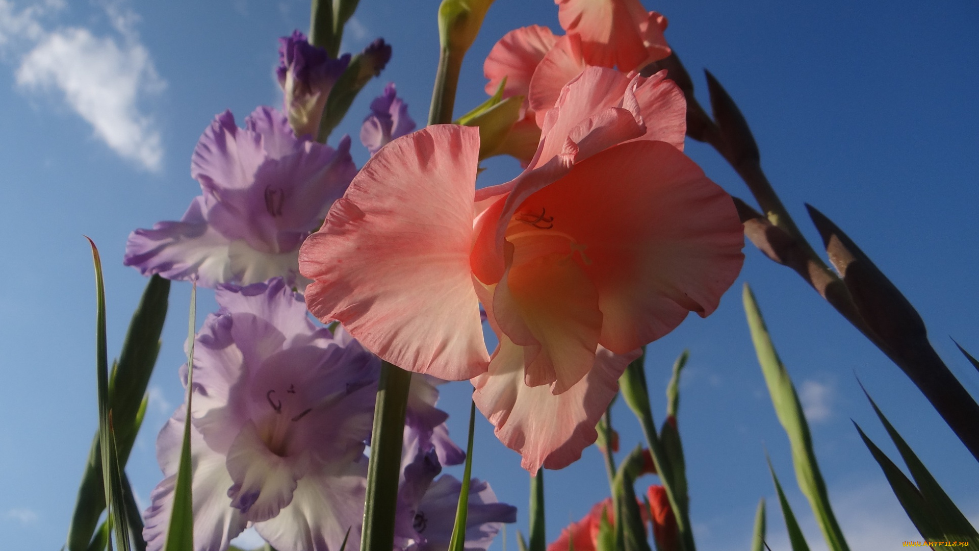 цветы, гладиолусы, небо