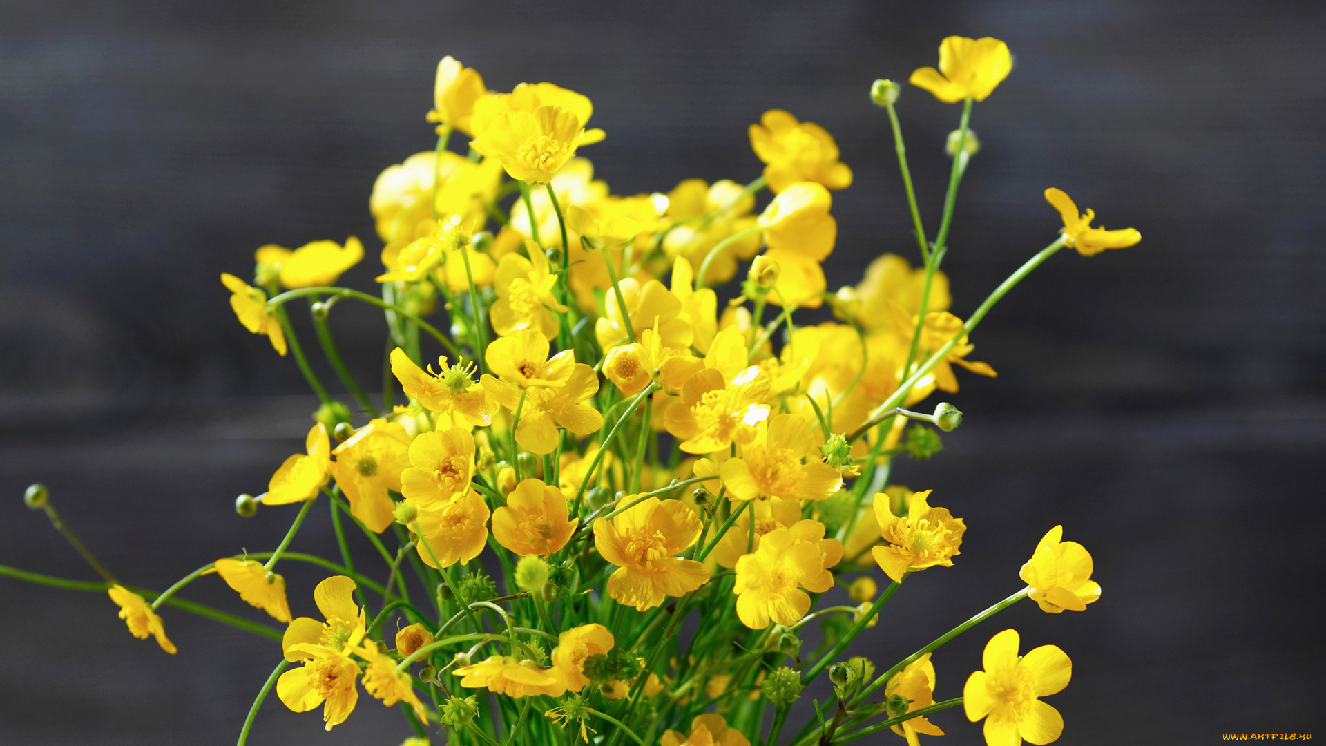 цветы, калужницы, , лютики, лютики, букет, желтые