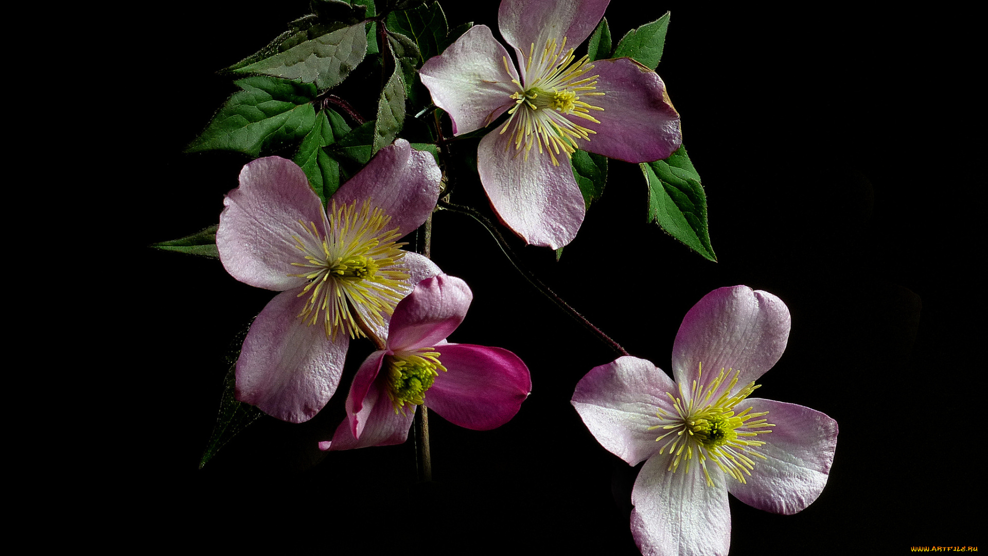 цветы, клематис, , ломонос, цветок, лепестки