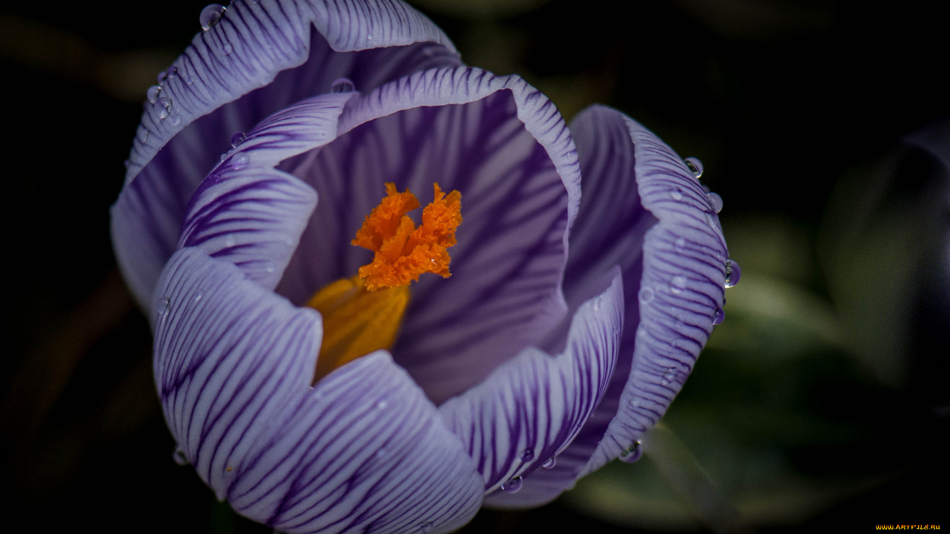 цветы, крокусы, крокус, лепестки, капли, роса, вода, макро