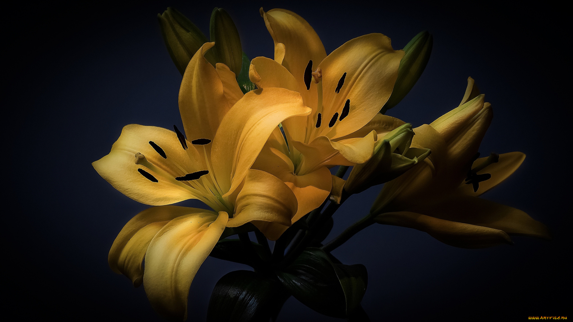 цветы, лилии, , лилейники