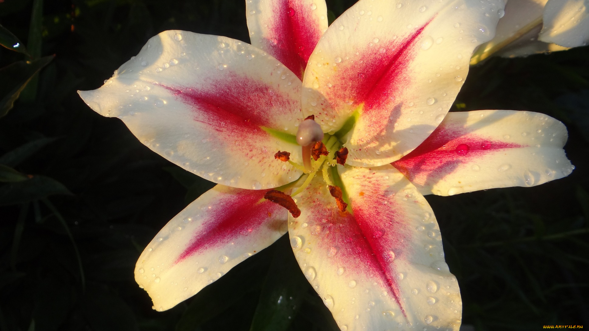 цветы, лилии, , лилейники, цветок, лилия, макро