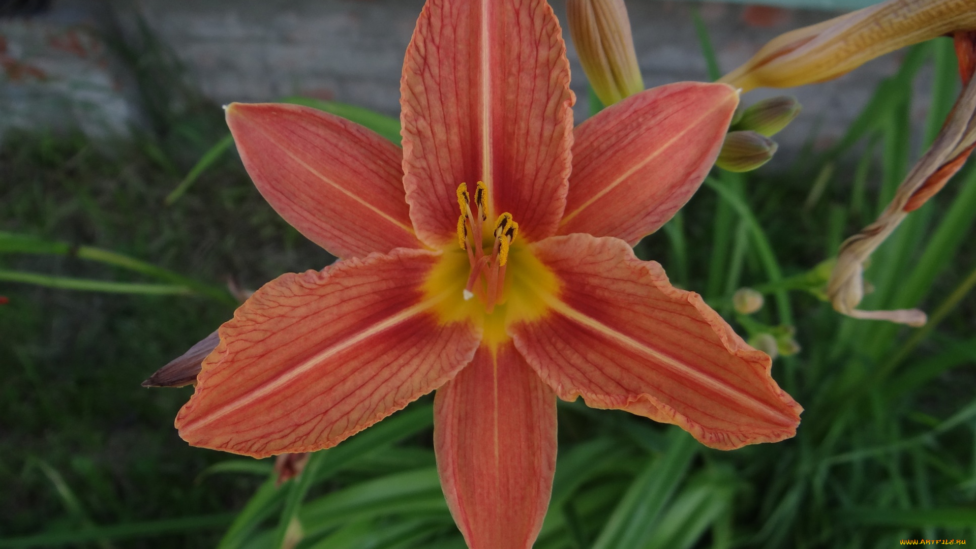 цветы, лилии, , лилейники, лилейник