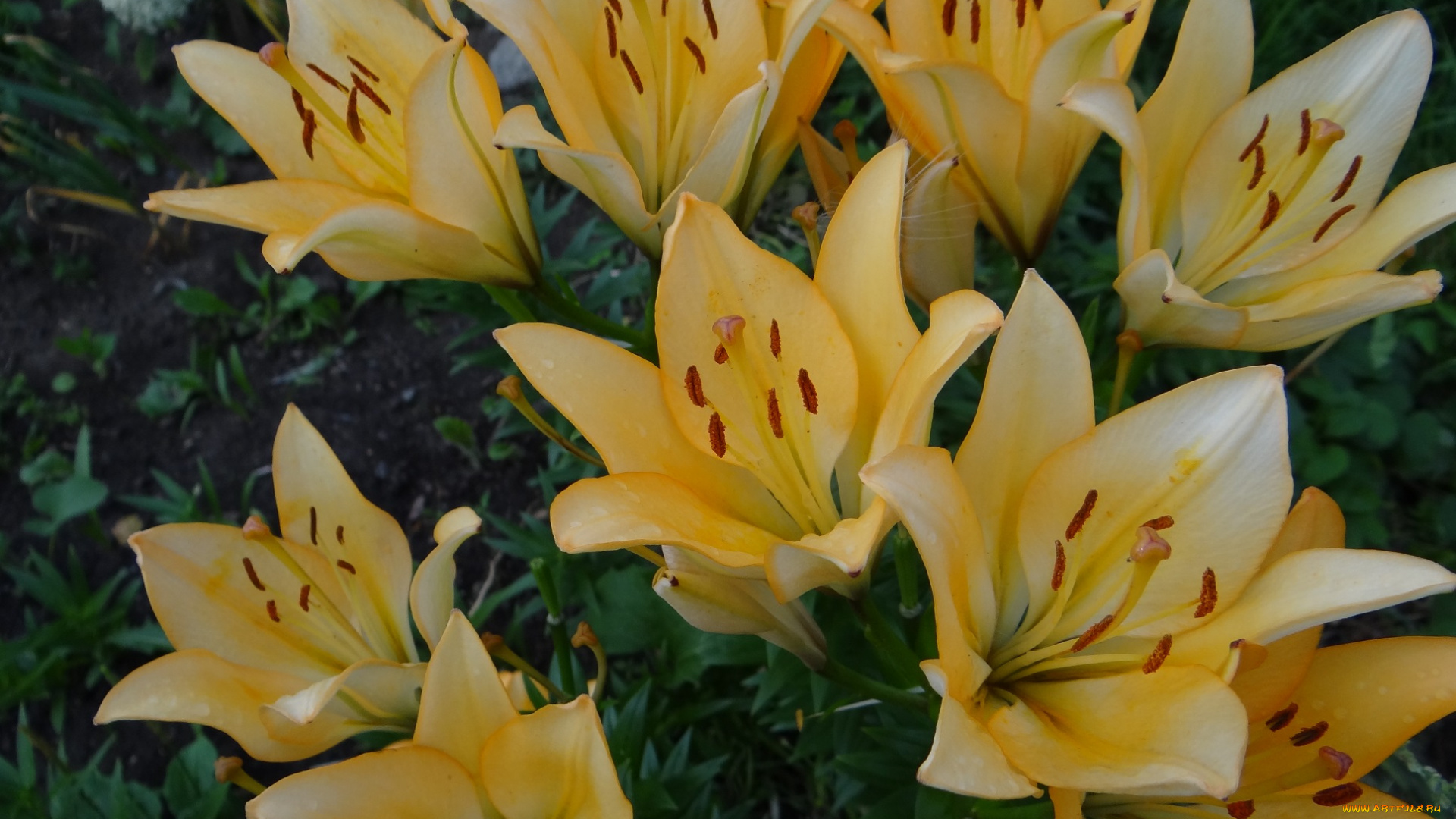 цветы, лилии, , лилейники, жёлтые