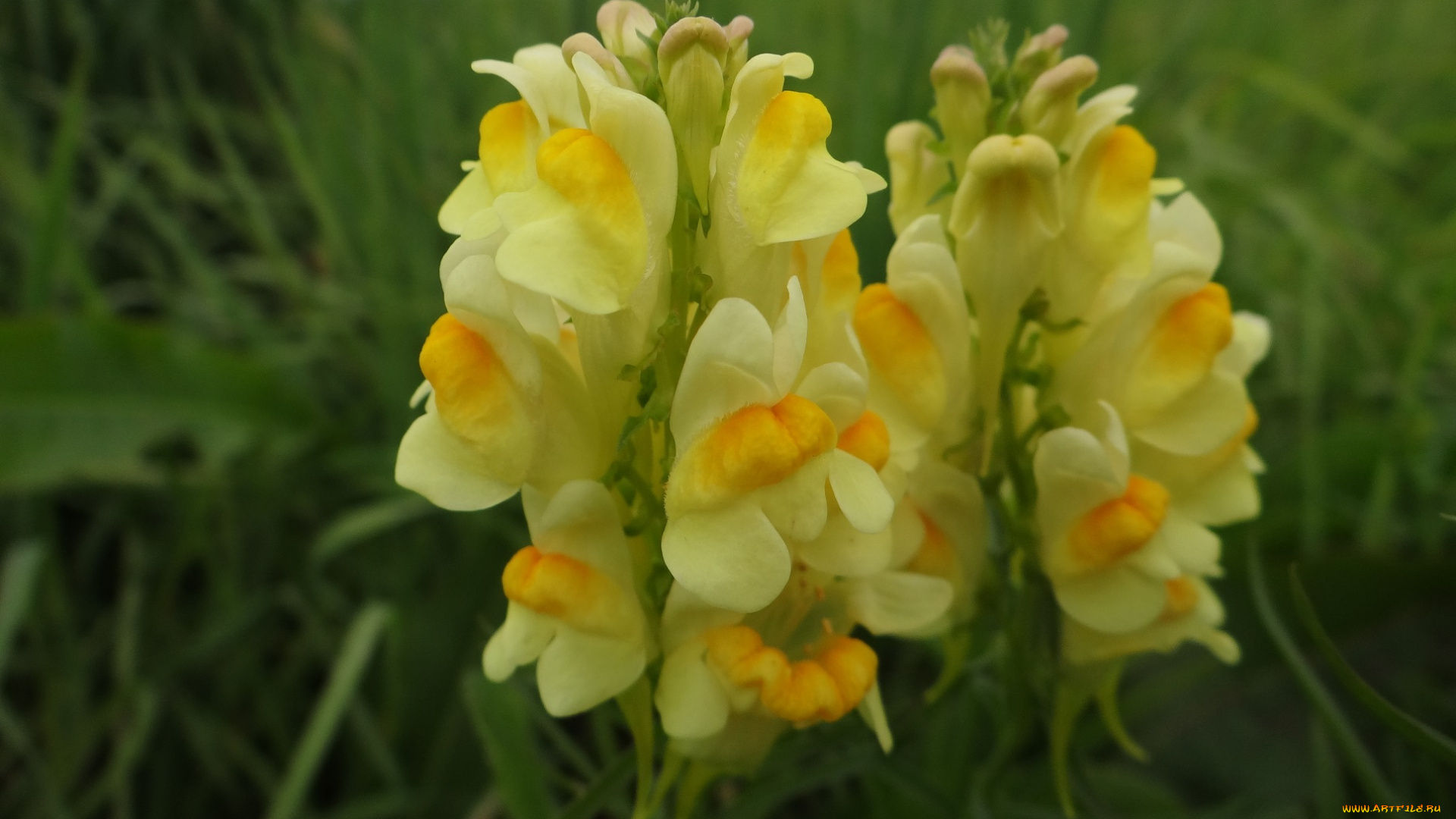 цветы, луговые, , полевые, , цветы, луговые, макро, жёлтые