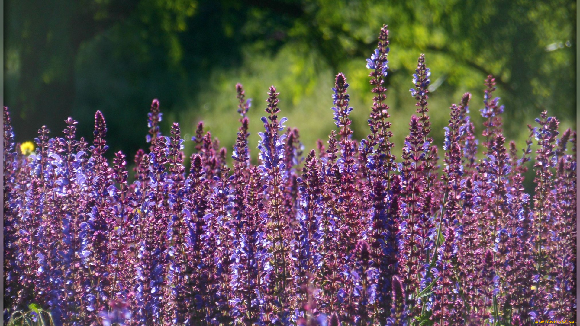 цветы, луговые, , полевые, , цветы, сиреневые, луг, поле