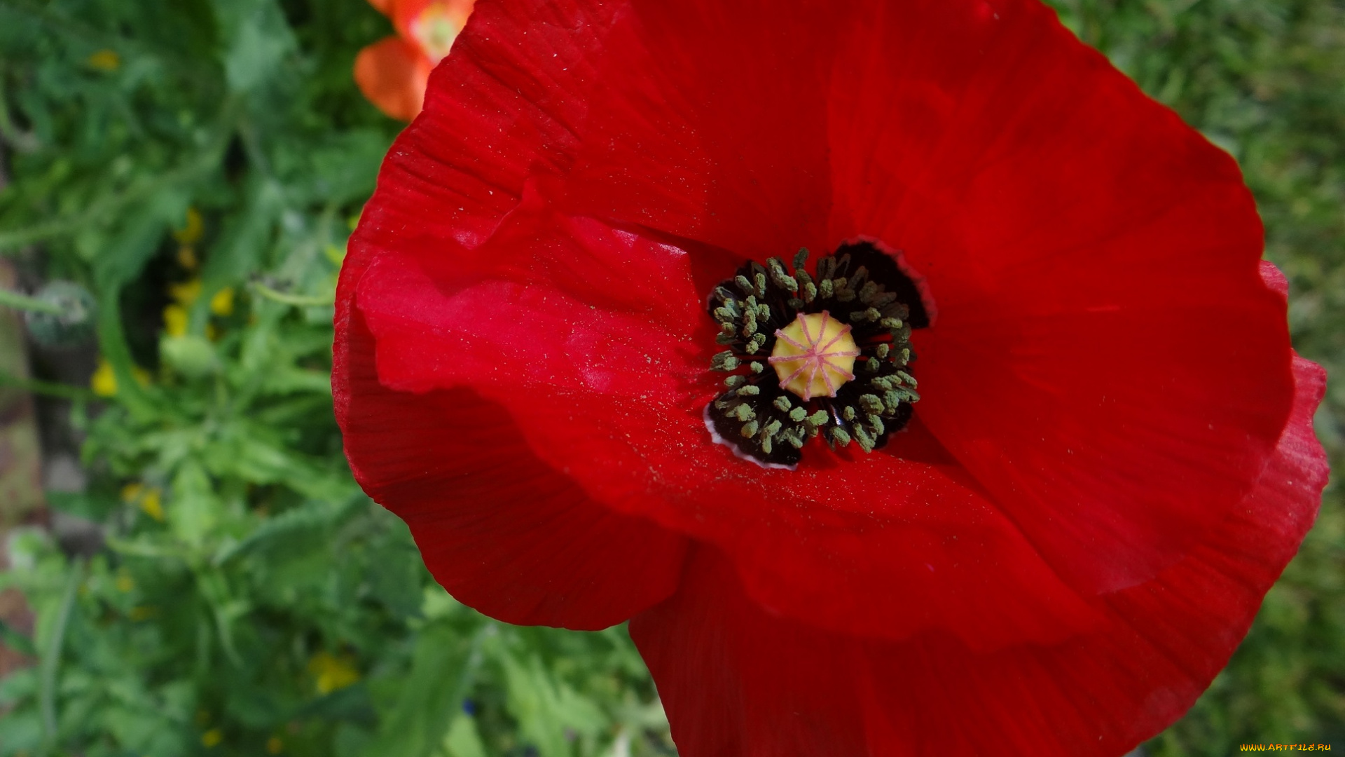 цветы, маки, мак, макро, красный