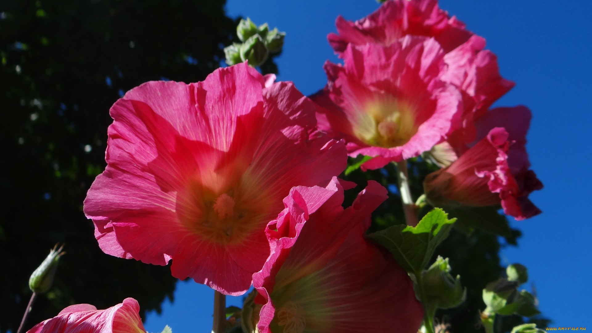 цветы, мальвы, розовые, небо