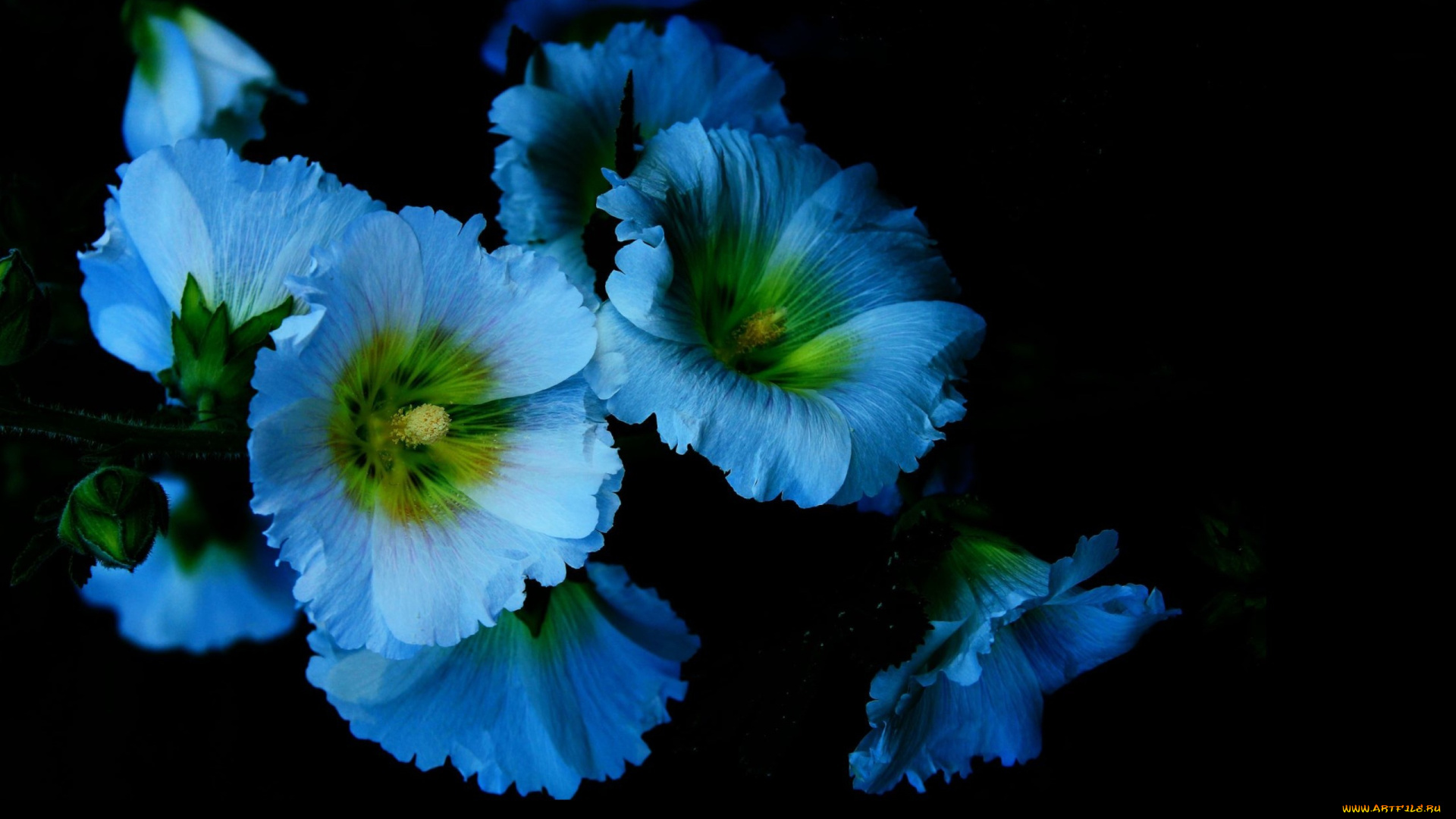 цветы, мальвы, свет, фон, лепестки, тень