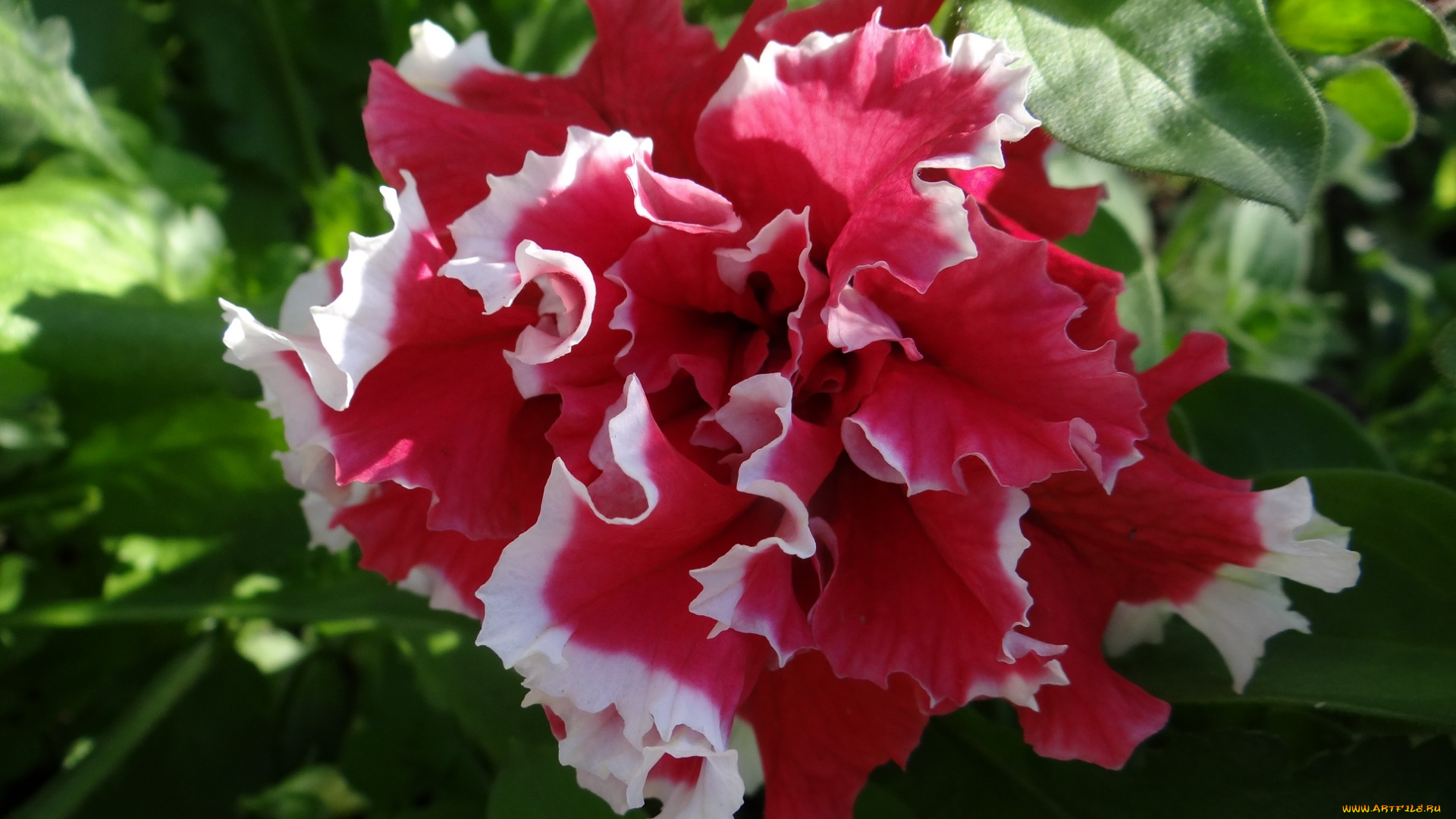 цветы, петунии, , калибрахоа, бело-розовый, цветок, петуния