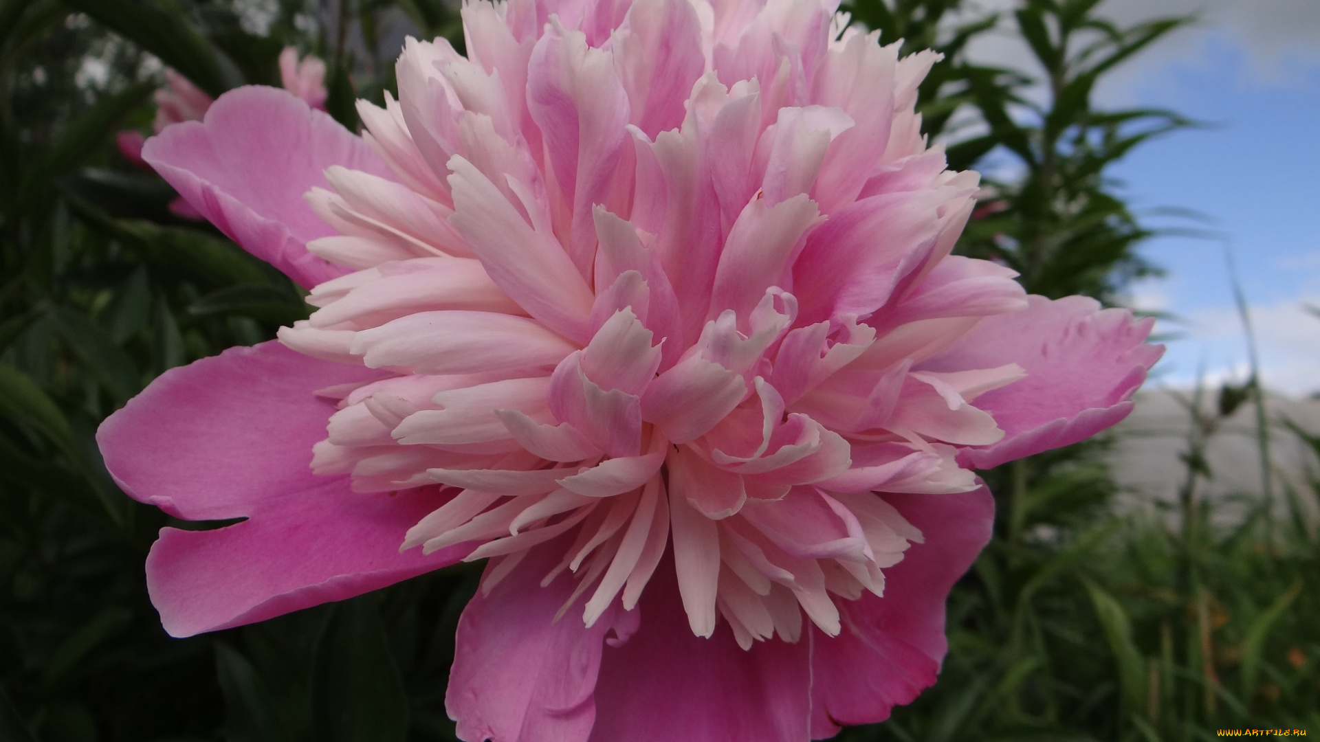 цветы, пионы, пион, розовый