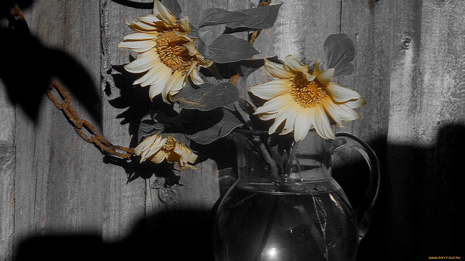 цветы, подсолнухи