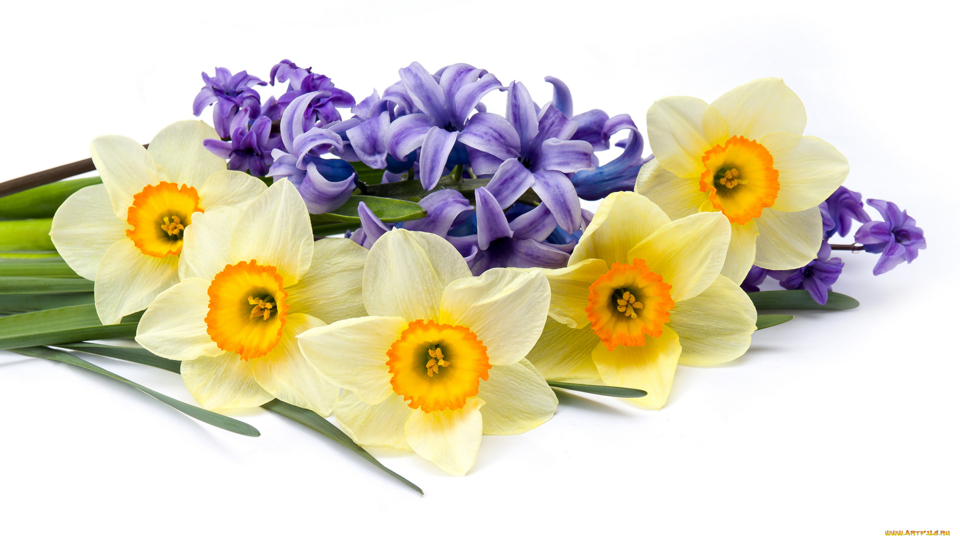 цветы, разные, вместе, нарциссы, гиацинты