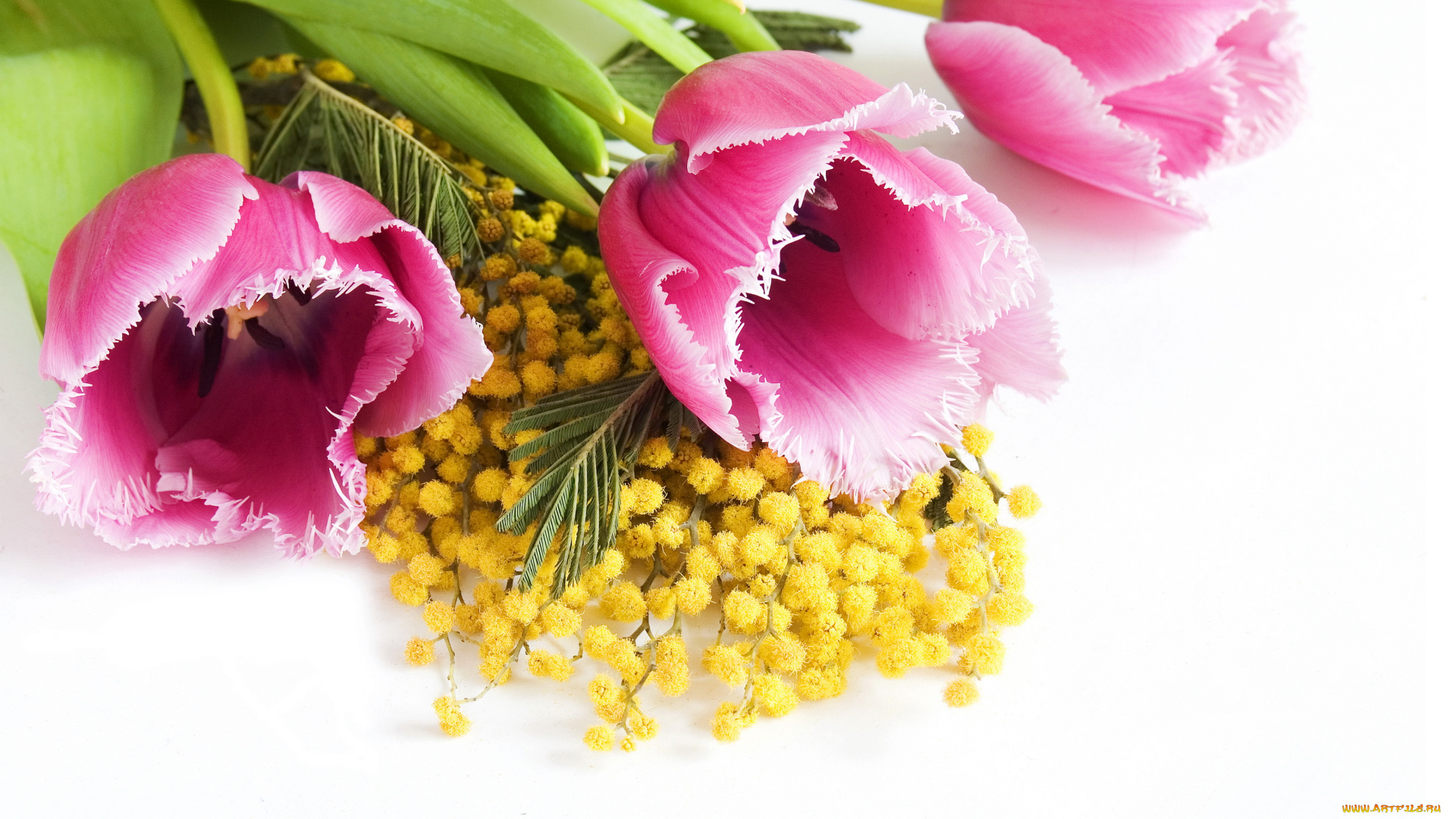 цветы, разные, вместе, тюльпаны, мимозы