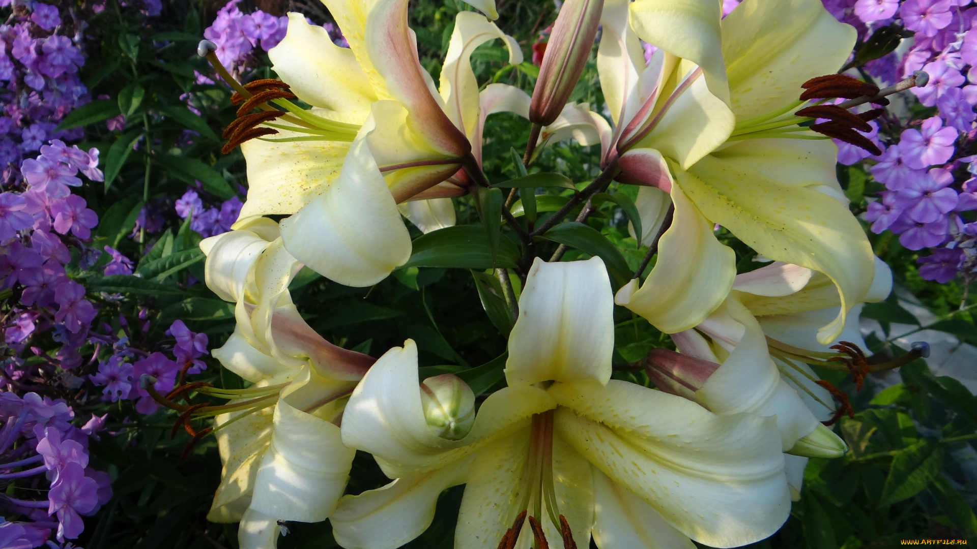 цветы, разные, вместе, жёлтые, лилии, разные
