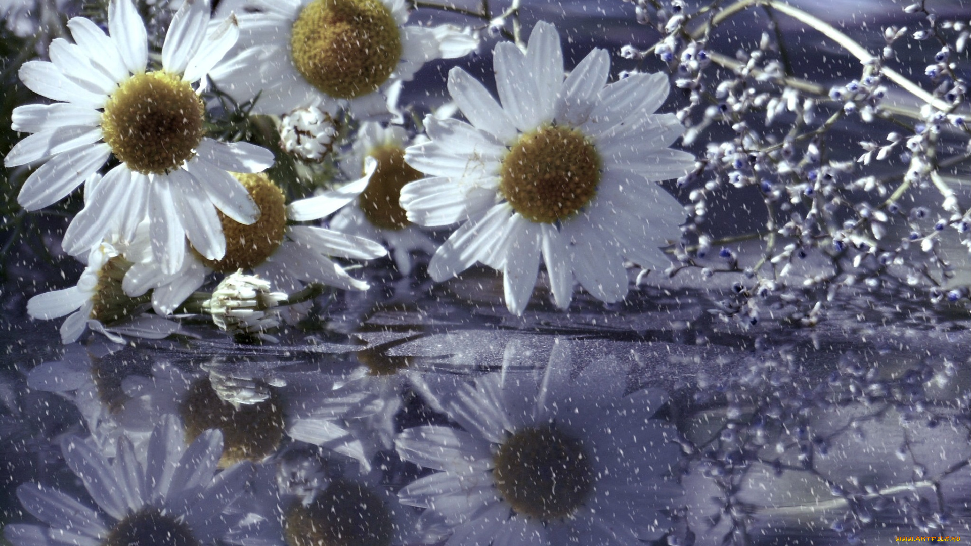 цветы, ромашки, капли