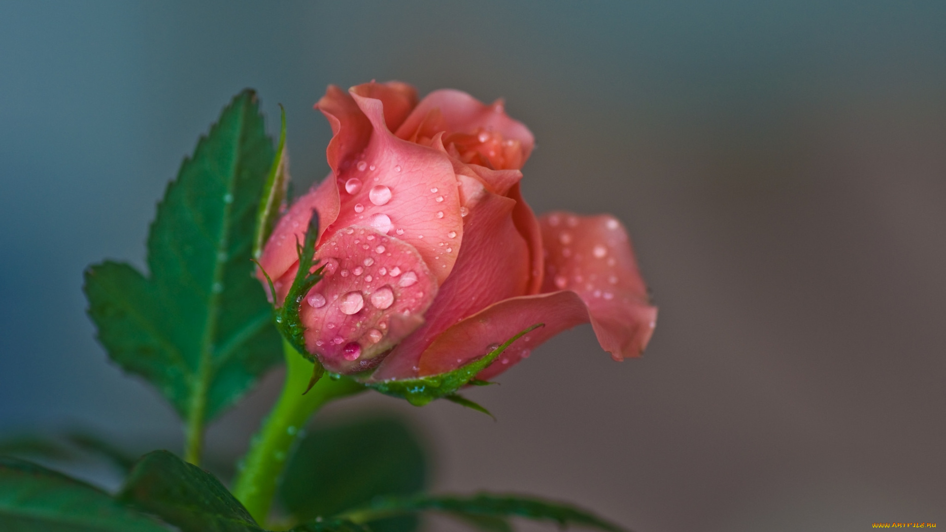 цветы, розы, бутон, роза